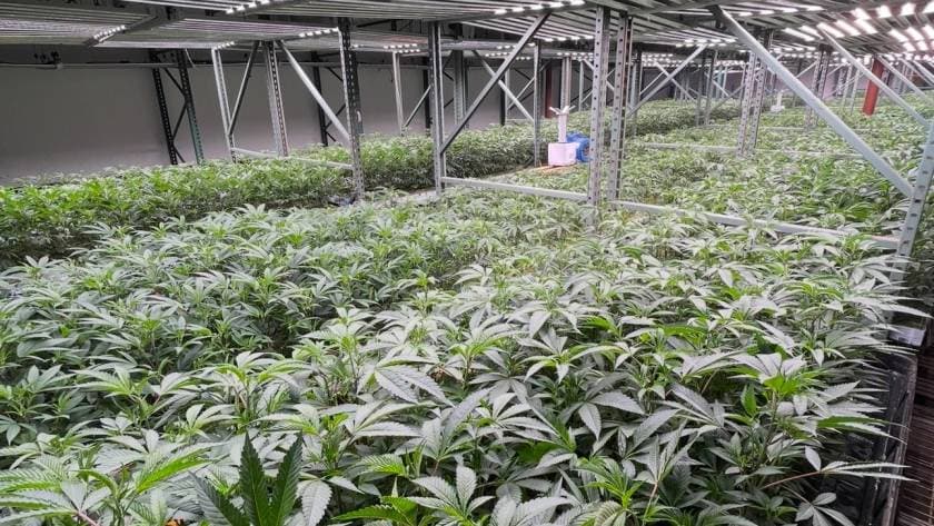 The Beginner's Guide to Cannabis: Flower, Edibles, and Everything in Between