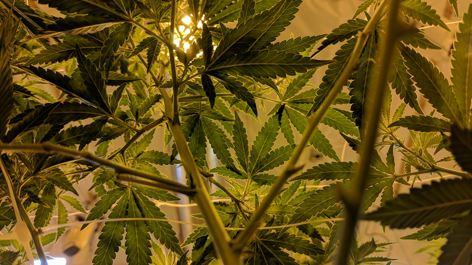 Close-up photograph of green cannabis leaves and a stem